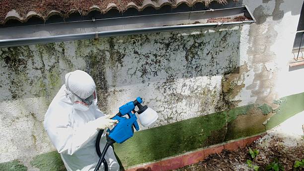 Top rated local Mold Remediation specialists in Nashville, GA